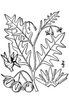 Image of cutleaf nightshade