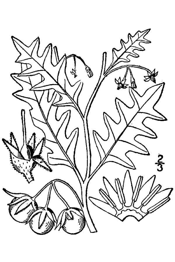 Image of cutleaf nightshade