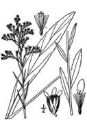 Image of bog goldenrod