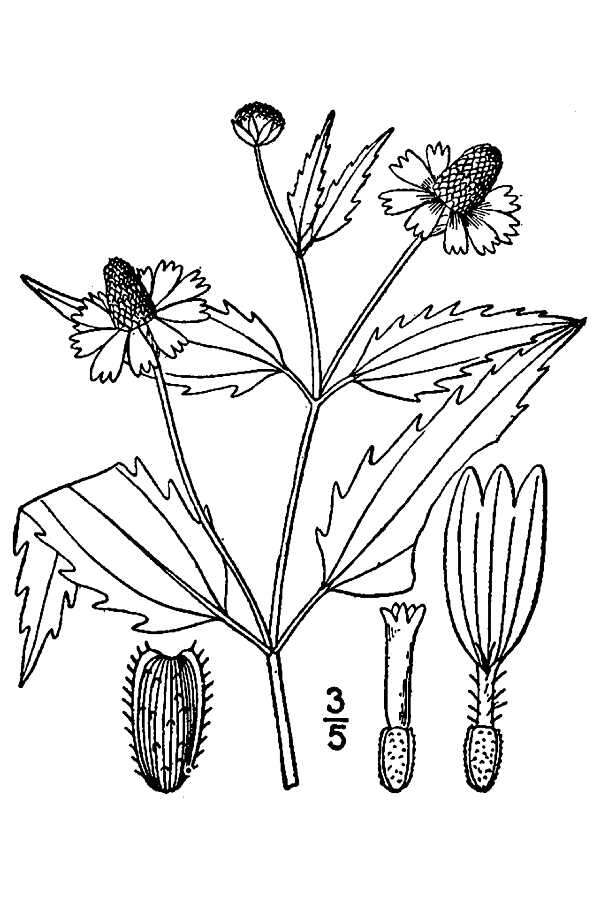 Image of Opposite-Leaf Spotflower