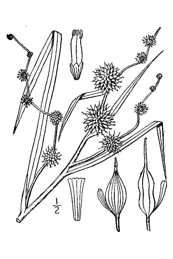 Image de Sparganium androcladum (Engelm.) Morong