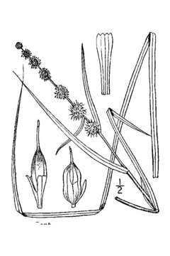 Image of Floating Bur-reed