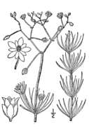 Spergula arvensis L. resmi