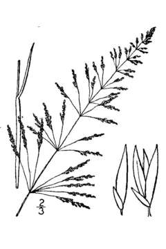 Image of Target Dropseed