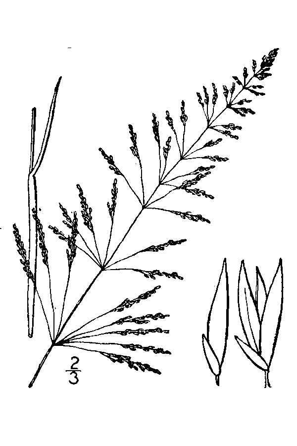 Слика од Sporobolus pyramidatus (Lam.) Hitchc.