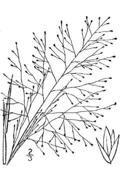 Imagem de Muhlenbergia asperifolia (Nees & Meyen ex Trin.) Parodi