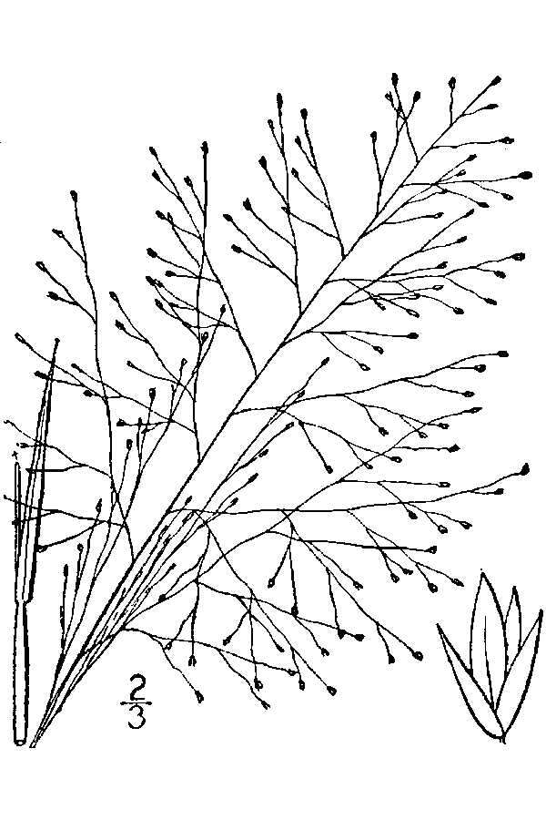 Imagem de Muhlenbergia asperifolia (Nees & Meyen ex Trin.) Parodi