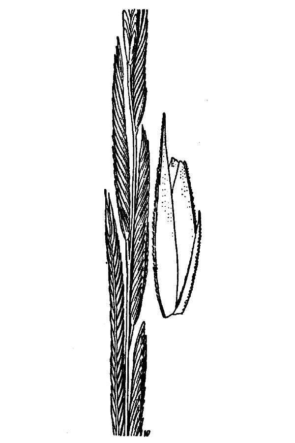 Image of Bunch Cord Grass