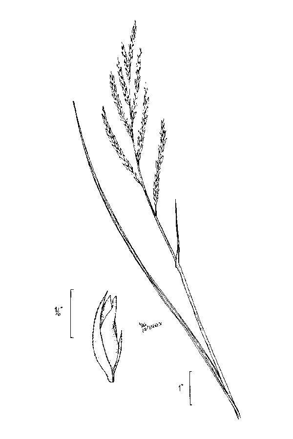 Image of Bunch Cord Grass