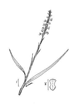 Image of Nodding lady's tresses