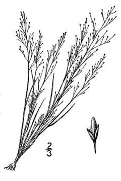 Imagem de Muhlenbergia minutissima (Steud.) Swallen