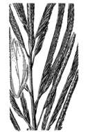 Image of Big Cord Grass