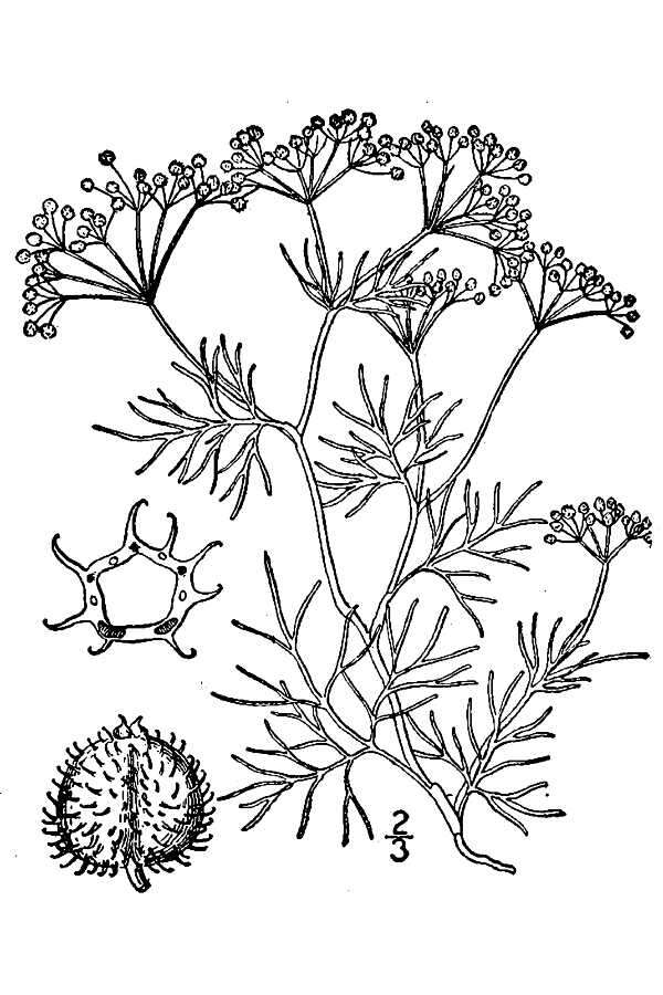 Spermolepis echinata (Nutt.) Heller resmi