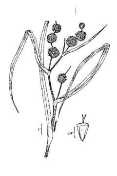 Image of big bur-reed