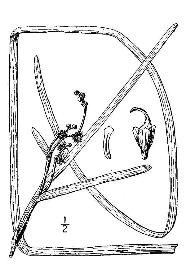 Image de Sparganium fluctuans (Engelm.) B. L. Rob.