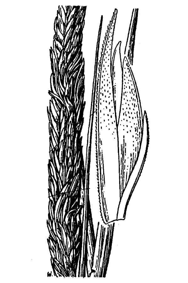 Image of California Cord Grass