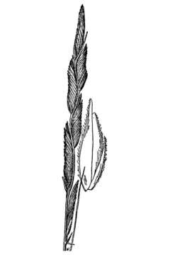 Image of Alkali Cord Grass