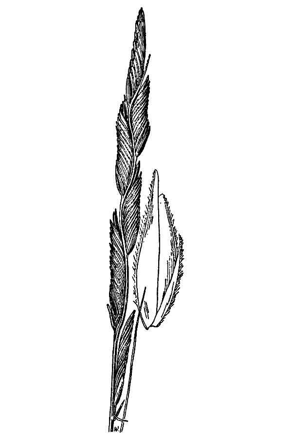 Image of Alkali Cord Grass