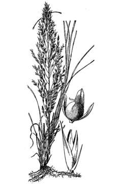 Image of prairie dropseed