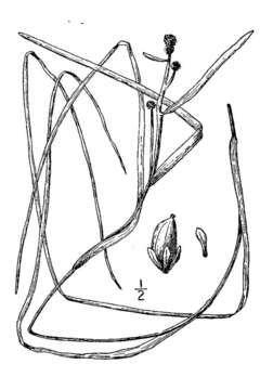 Image of Northern Burr-Reed