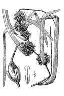 Image of Branched Burr-Reed