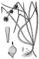 Image of Least Bur-reed