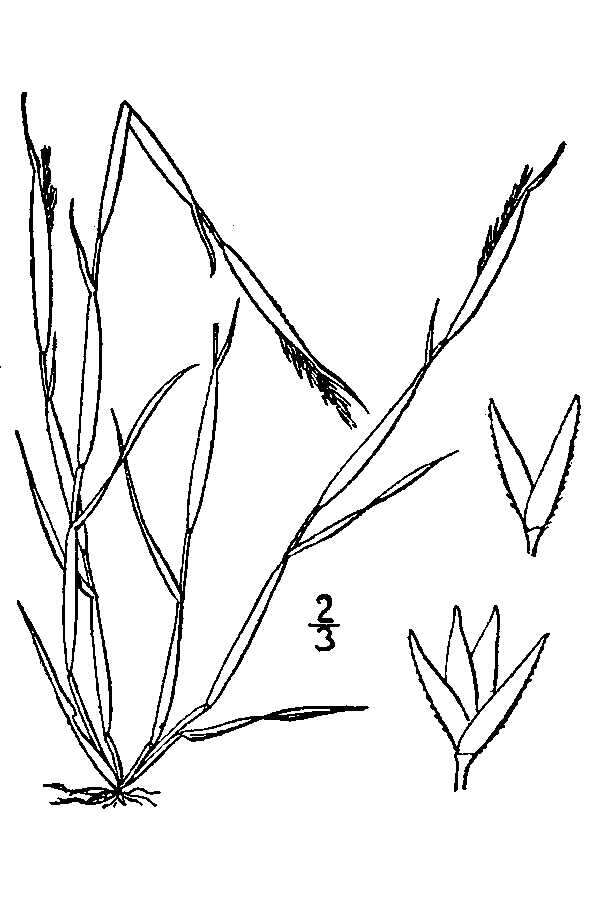 Image of puffsheath dropseed