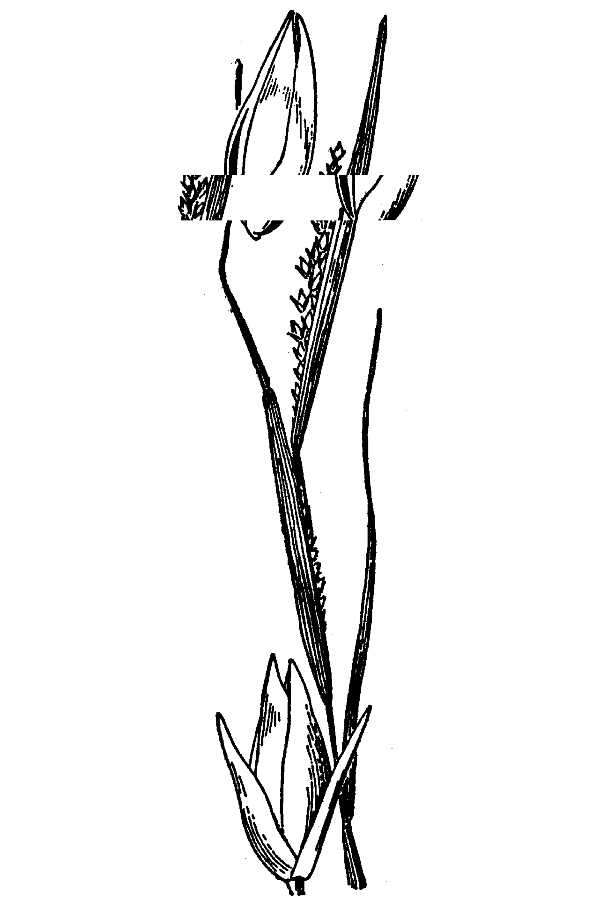 Image of puffsheath dropseed