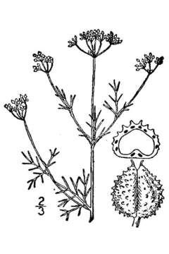 Image de Spermolepis inermis (Nutt. ex DC.) Mathias & Constance