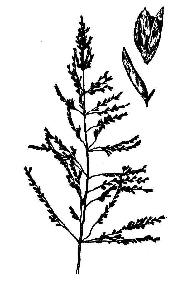 Image of Target Dropseed