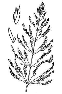 Image of Target Dropseed