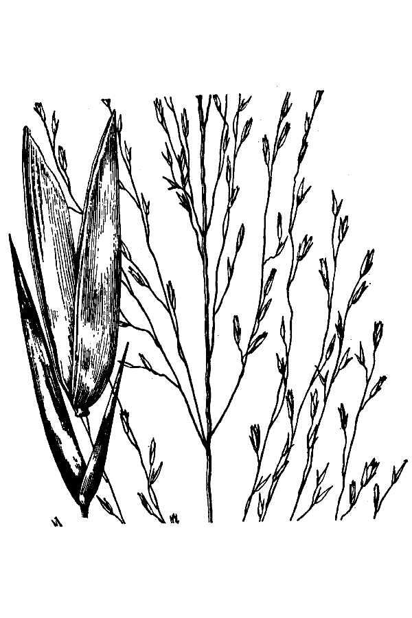 Image of Silveus' dropseed