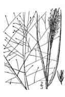 Image of Texas dropseed