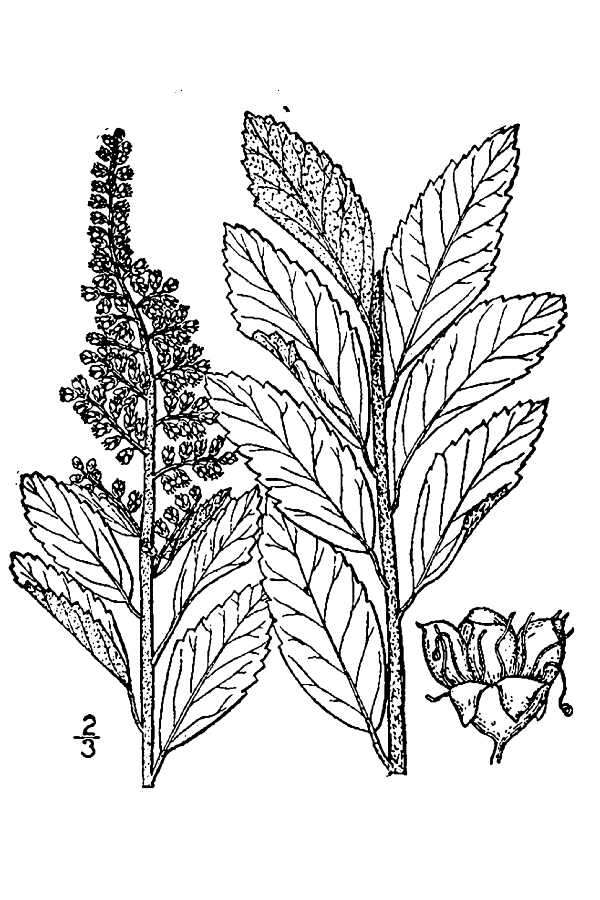 صورة Spiraea tomentosa L.