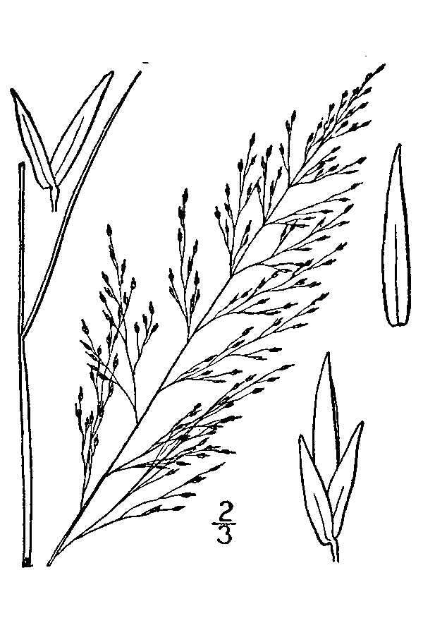 Sivun Muhlenbergia uniflora (Muhl.) Fernald kuva