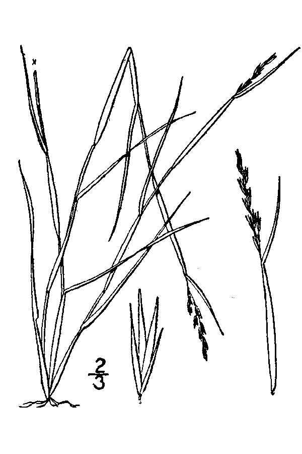 Image of poverty dropseed