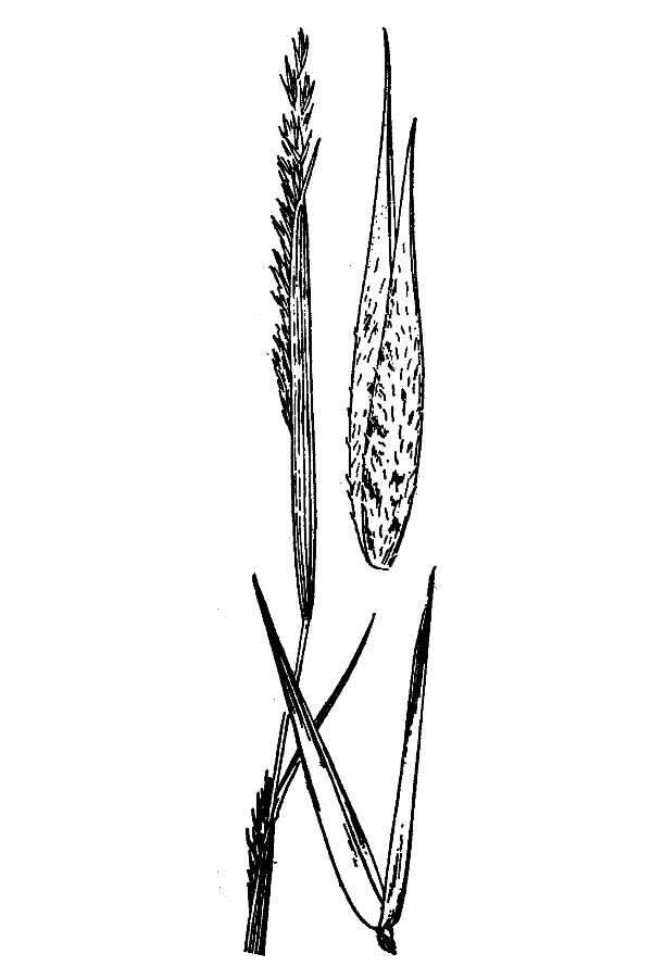 Image of poverty dropseed