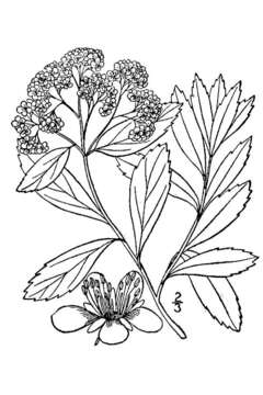 Image of Virginia Meadowsweet