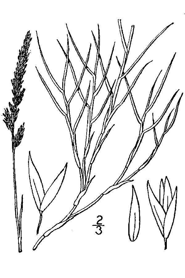 Image de Sporobolus virginicus (L.) Kunth