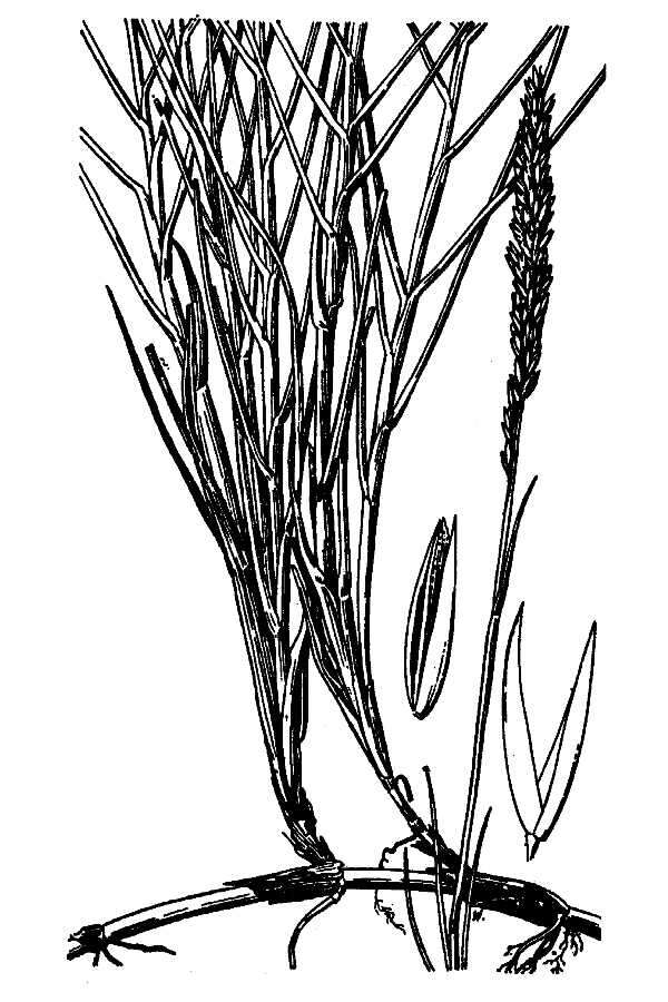 Image de Sporobolus virginicus (L.) Kunth