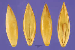 Image of polymorph bamboo