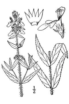 Image of Gritty Hedge-Nettle