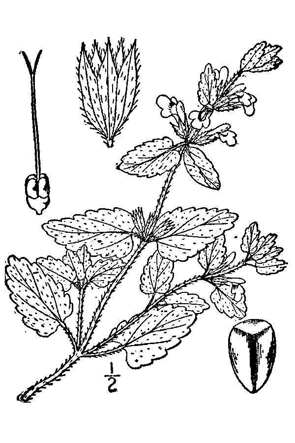 Image of field woundwort