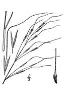 Image of Black-Seed Spear Grass