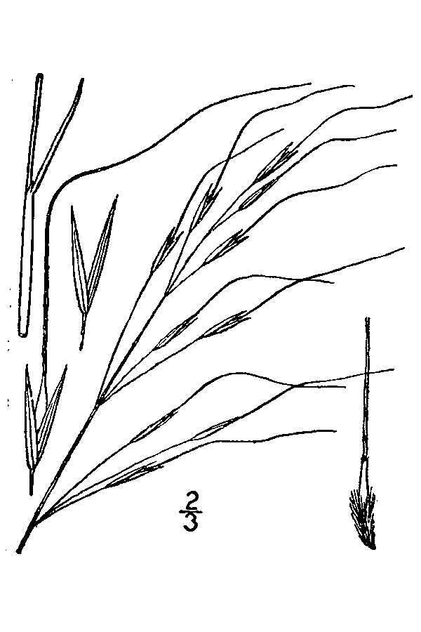 Image of Black-Seed Spear Grass