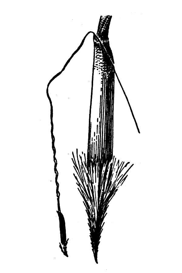 Image of Black-Seed Spear Grass