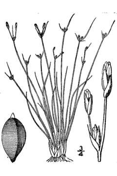 Image of densetuft hairsedge