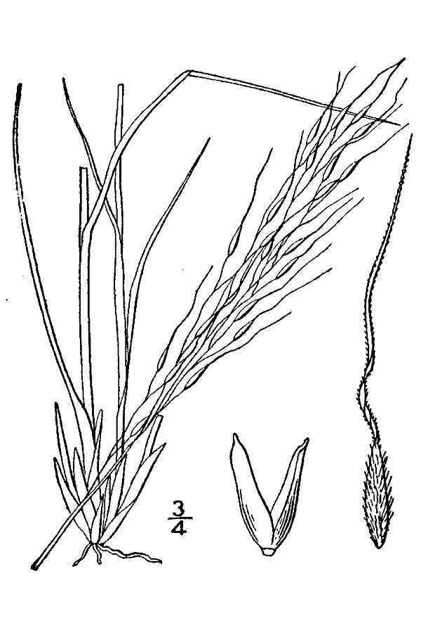 Image of Canadian ricegrass