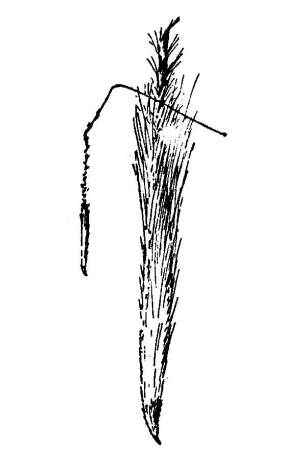 Image of California needlegrass