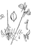 Image of horned bladderwort